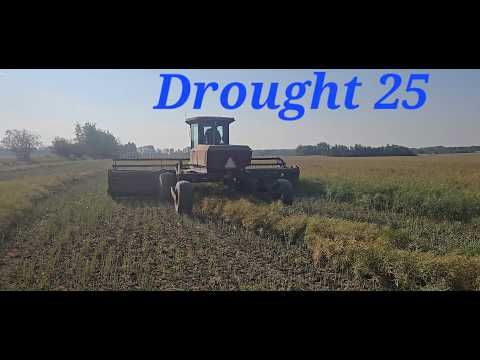 Drought 25 Harvesting Oats Swathing Canola