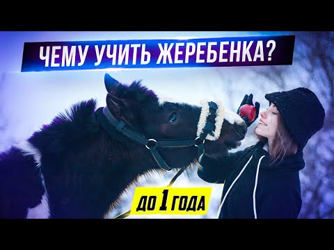 Обучение ЖЕРЕБЕНКА до 1 года // Мягкие Методы / Хардин