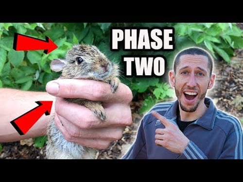 HOW TO Start A Food Forest PHASE TWO!