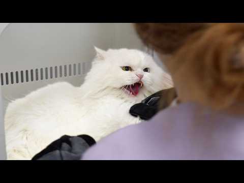I Groomed the Angriest Rescued Persian Cat (He Hated Every Second)