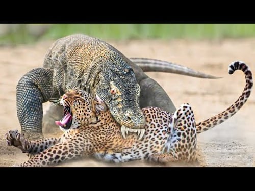 40 Tiere die sich mit dem falschen Gegner angelegt haben!