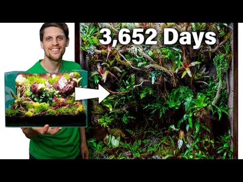 3,652 Day Journey of How a Terrarium Changed My Life