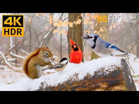 Cat TV Snow 😺🎊 Relax with Winter Birds and Squirrels 🐿 Cat Games 4K HDR 60FPS