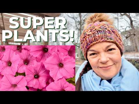 Super Plants for a Super Garden! Supertunias, Superbells & Superbenas