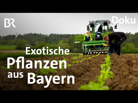 Schmackhafte Experimente: Superfood aus dem Streutal | Zwischen Spessart und Karwendel | Doku | BR