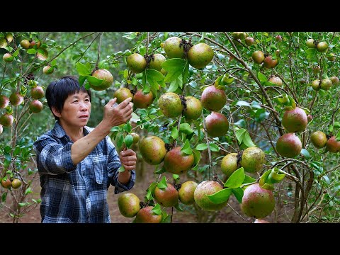 Precious Camellia Oil: Grandma’s 3 Nourishing Winter Dishes – Braised Duck & Steamed Fish