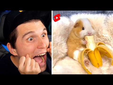 Paluten guckt Shorts 10.0