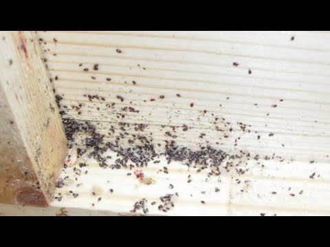 Красный куриный клещ (часть 1) Куриные паразиты и как с ними бороться #клещ #паразиты #куры