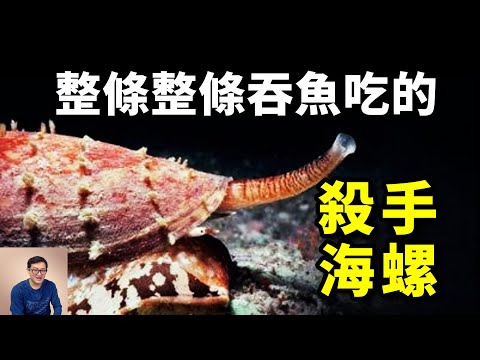 殺手海螺:毒鏢能殺死恐龍,整條整條吞魚吃!最被低估的海螺家族,其實臥虎藏龍!【老肉雜談】#動物 #海鮮 #野生動物 #海螺 #海洋生物
