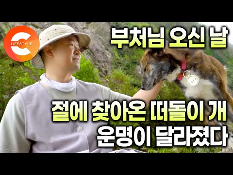 A stray dog who appeared alone at a temple changed his life on Buddha's birthday. Ami, a traini...