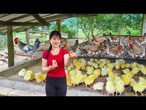 Timelapse – 1000+ Eggs Hatched Naturally! Smart Hen Nests That Really Work | Chicken Farming