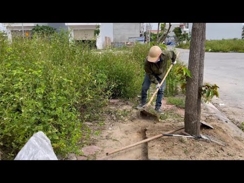 Clean up sidewalks full of grass that encroaches on pedestrian corridors - Revitalized sidewalks