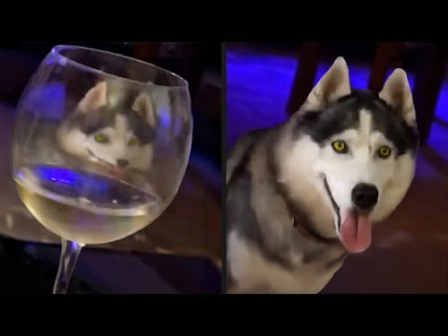 Dog Appeared From Nowhere