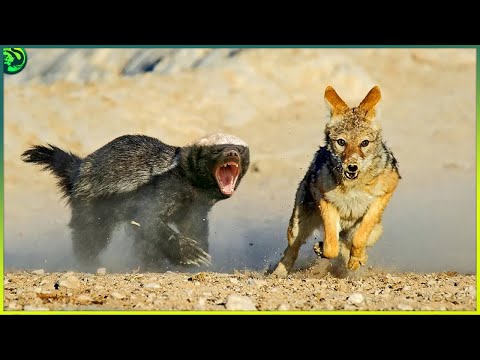 15 Most Fearless Moments of Honey Badger and Wolverine Attacking Other Animals