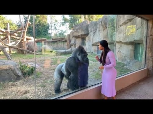 You Won’t Believe How This Gorilla Reacted 😭