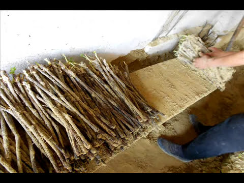 Rasadnik Milojevic, proizvodnja loznih sadnica-Kalemljenje-Ljubava-