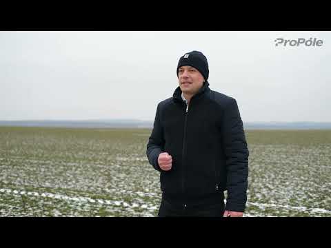 ❗Підживлення озимої пшениці. Що треба знати, щоб не втратити урожай... та гроші 🌾💰