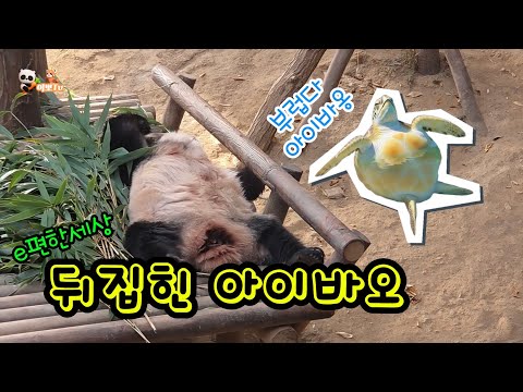 🗓20251217 판다월드🎦매우 편해진 아이바오 | 꿀잠 퇴근거부 러바오🎦💕🐼러바오🐼아이바오🦝레몬💕