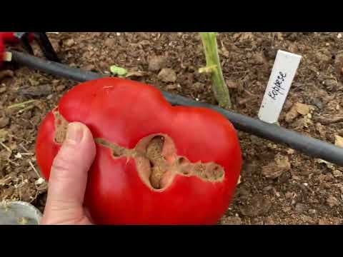 Последние новинки сортов томатов сезона 2024 года.