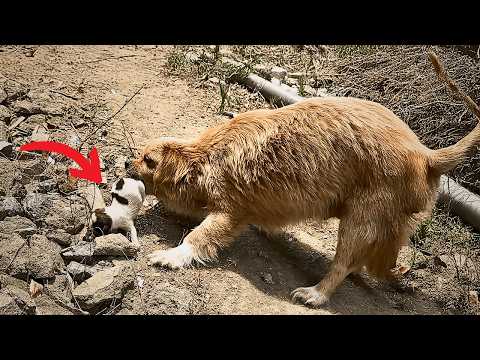 A week after feeding this starving stray dog, she returned with her favorite puppy in her mouth.❤️