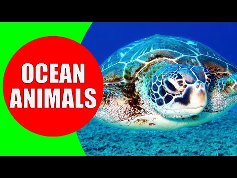 Learn 20 Amazing OCEAN ANIMALS for Kids - Fun & Interesting Facts for Toddlers & Kindergarten