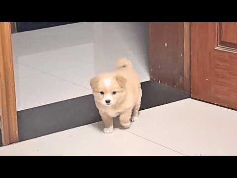 Late night, a hungry dog curled by a bin, trying to find scraps to fill its empty stomach.