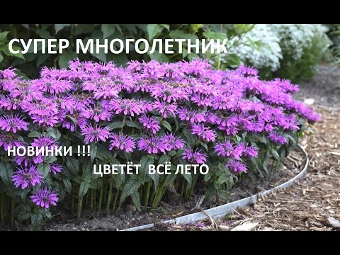 СУПЕР ЭФФЕКТНЫЙ МНОГОЛЕТНИК ЦВЕТУЩИЙ ВСЁ ЛЕТО!!! НОВИНКИ СОРТОВ!!! ДЛЯ бордюров,и МАЛЫХ САДОВ.