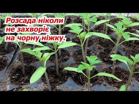 Чорна ніжка на розсаді. Як врятувати рослини.