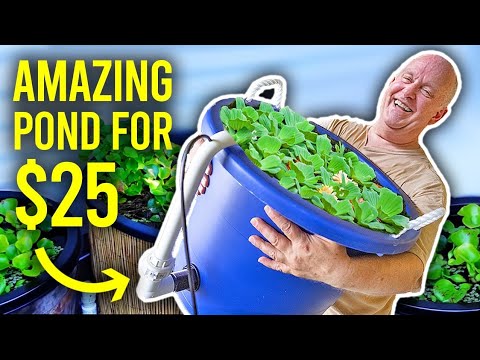 BEST Mini Indoor Pond For Breeding TONS of Fish
