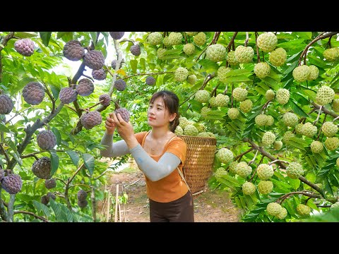 Harvesting Custard Apple Fruit Goes To Market Sell - Woodworking Make Bowl Shelf | My Bushcraft