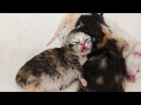 Kitten Lost In Milky Dreams