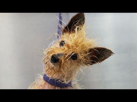 Meet the Yorkshire TERROR!