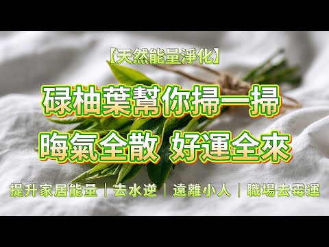 【无扰淨化】碌柚葉幫你掃一掃🧹晦氣全散, 好運全來🍀提升家居能量|去水逆|遠離小人|職場去霉運(“碌柚葉”,其音諧音“祿有”,再加上“柚”字本身就諧音“佑”,具有“福祿不斷”、“保佑平安”的寓意。)