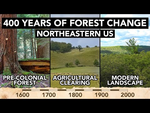 The Forest We Lost — And The One That Came Back