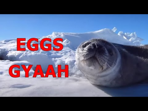 Talking seals || Wise words