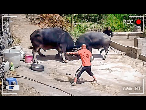 Incredible Moments Caught On Camera