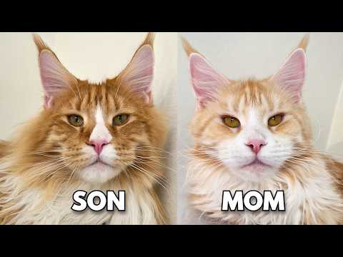 Midas Returns Home to See His Family Again!