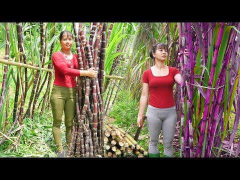 REWIND TIMALSPE --289 Days Harvest Many Purple Sugarcane, Radish, Red Bamboo Shoots /Phương's Story
