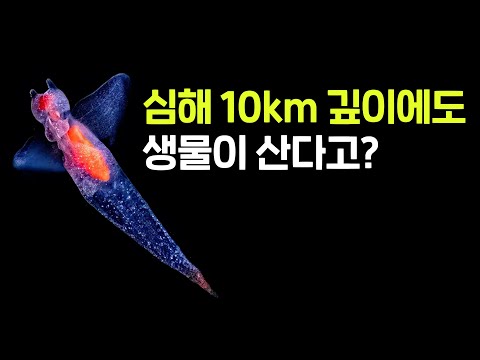 심해 10km 깊이에 생물이 산다고?