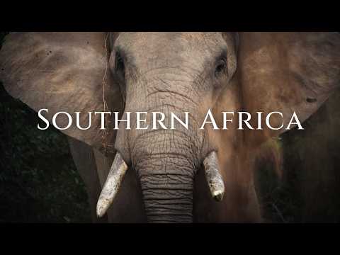 Nature Therapy: One Year in One Hour (4K)