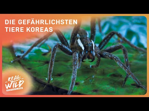 Südkorea - Land der extremen Tiere | Doku
