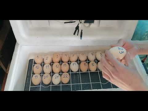 The process of laying eggs in the incubator. Laying hen 36 eggs.