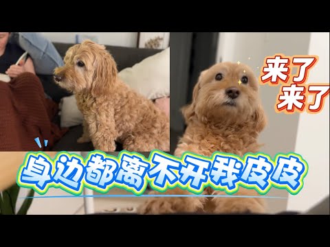 皮皮陪爹地做事 姐姐邀请她去玩