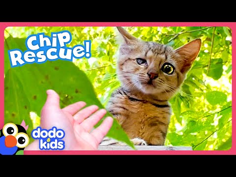 Kitten With Hurt Eye Keeps Running Away From Her Rescuer! | Dodo Kids | Rescued!