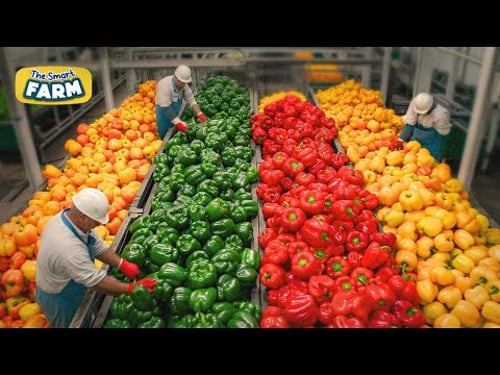 How MILLIONS of Colorful Bell Peppers Are Grown And Sorted Every Day