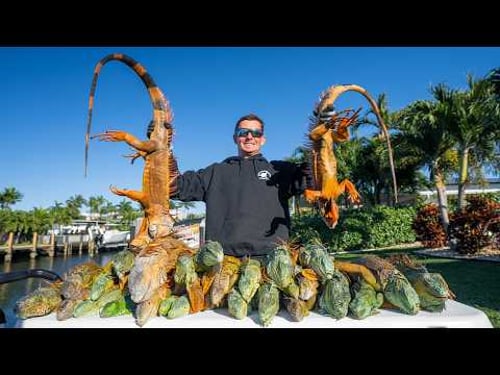 1,000s of FROZEN Florida Iguanas! Catch Clean Cook (Invasive Iguana)