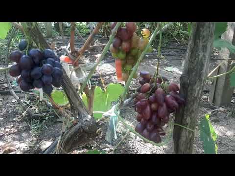 Вот эти сорта винограда и нужны на нашем винограднике