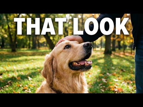 6 Signs You Are Your Dog's Favorite Person