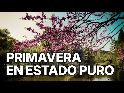 Jerte, Vida salvaje en el valle de los cerezos | Primavera en Estado Puro