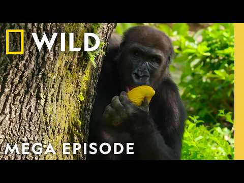 Magic of Disney's Animal Kingdom | MEGA EPISODE | Nat Geo Animals